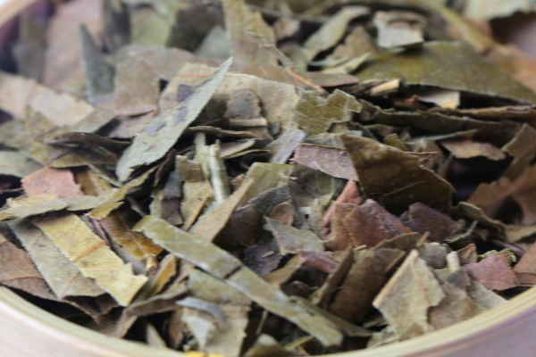 枇杷葉怎么煮水止咳 枇杷葉不適合什么人群-易網健康<a href=http://www.gyfww.com/jkys/ target=_blank class=infotextkey>養生</a>網 枇杷葉怎么煮水止咳 枇杷葉不適合什么人群