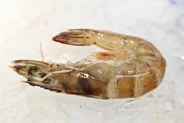 蝦和枇杷可以一起吃嗎 不適合吃蝦的人群