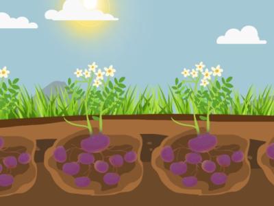 土豆三伏天怎么保存不壞 挑選新鮮的土豆小技巧