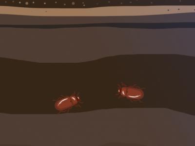 夏天室內(nèi)床上怎么防蛀蟲 夏天防蛀蟲的方法