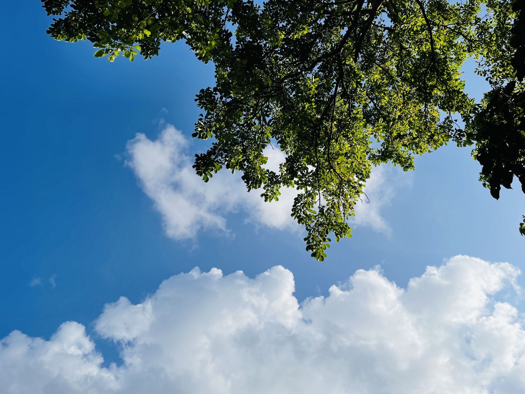 三伏天喝蒲公英姜水好嗎 蒲公英的功效與作用-易網(wǎng)健康<a href=http://www.gyfww.com/jkys/ target=_blank class=infotextkey>養(yǎng)生</a>網(wǎng) 三伏天喝蒲公英姜水好嗎 蒲公英的功效與作用