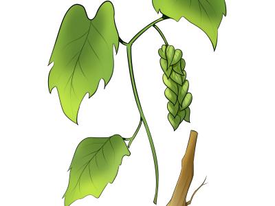 什么是陰虛體質(zhì) 補陰虛的食物有哪些