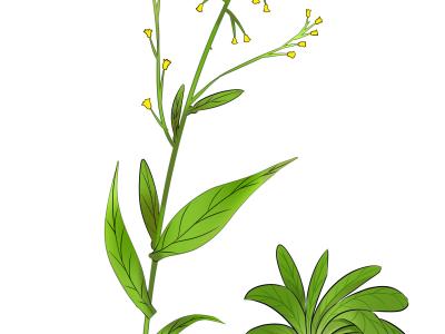 補(bǔ)肺的食物有哪些 補(bǔ)肺氣人們常吃的食物