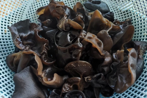 黑木耳焯水需要幾分鐘 黑木耳為什么需要焯水