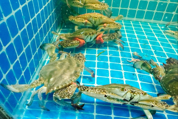 梭子蟹什么季節最好吃 公梭子蟹怎么挑選