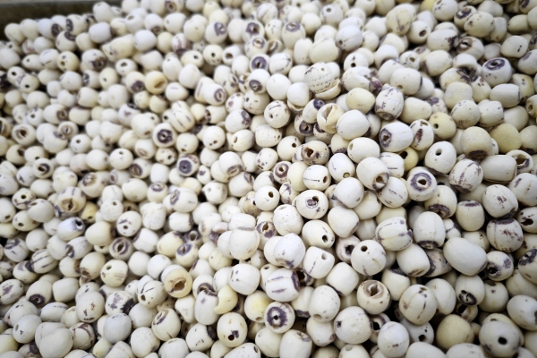 蓮子心和什么搭配泡水喝最好 蓮子心配什么不傷脾胃-易網(wǎng)健康<a href=http://www.gyfww.com/jkys/ target=_blank class=infotextkey>養(yǎng)生</a>網(wǎng) 蓮子心和什么搭配泡水喝最好 蓮子心配什么不傷脾胃