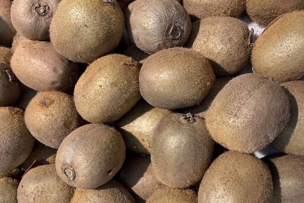 獼猴桃保存方法和溫度 獼猴桃催熟的最佳方法-易網<a href=http://www.gyfww.com/ target=_blank class=infotextkey>健康養生</a>網 獼猴桃保存方法和溫度 獼猴桃催熟的最佳方法