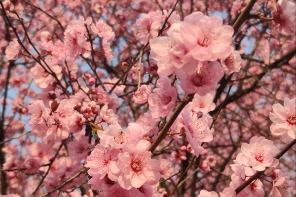 臘梅花可以泡水喝嗎 臘梅花怎么泡水喝