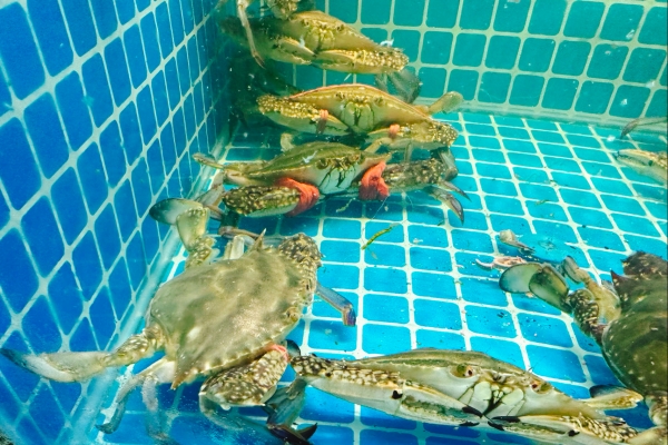 梭子蟹不能和什么一起吃 清洗梭子蟹的正確方法