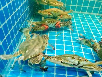 梭子蟹什么季節(jié)最好吃 公梭子蟹怎么挑選