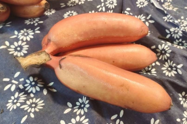 膽結(jié)石能不能吃香蕉-易網(wǎng)健康<a href=http://www.gyfww.com/jkys/ target=_blank class=infotextkey>養(yǎng)生</a>網(wǎng) 膽結(jié)石能不能吃香蕉