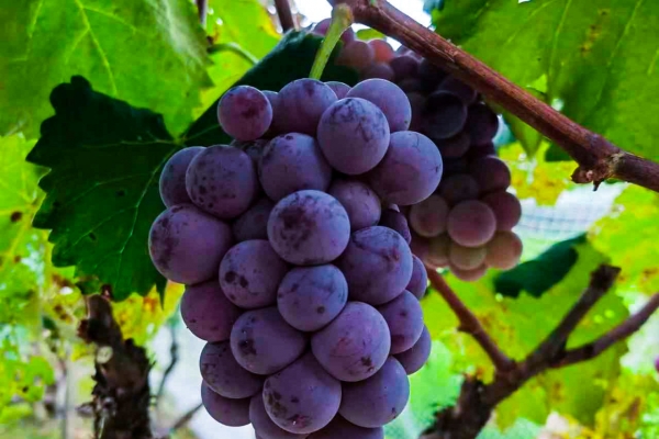 葡萄皮的功效與作用、禁忌和食用方法