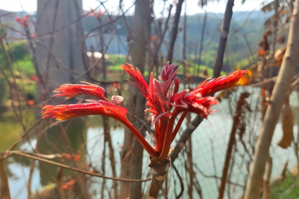 香椿芽有什么營(yíng)養(yǎng)價(jià)值-易網(wǎng)健康<a href=http://www.gyfww.com/jkys/ target=_blank class=infotextkey>養(yǎng)生</a>網(wǎng) 香椿芽有什么營(yíng)養(yǎng)價(jià)值