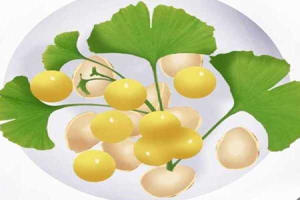 白果的功效與作用、禁忌和食用方法-易網健康<a href=http://www.gyfww.com/jkys/ target=_blank class=infotextkey>養生</a>網 白果的功效與作用、禁忌和食用方法