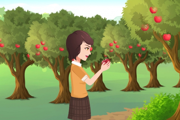 野蘋果的功效與作用、禁忌和食用方法