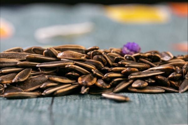 痛風(fēng)能不能吃葵花瓜子-易網(wǎng)<a href=http://www.gyfww.com/ target=_blank class=infotextkey>健康養(yǎng)生</a>網(wǎng) 痛風(fēng)能不能吃葵花瓜子