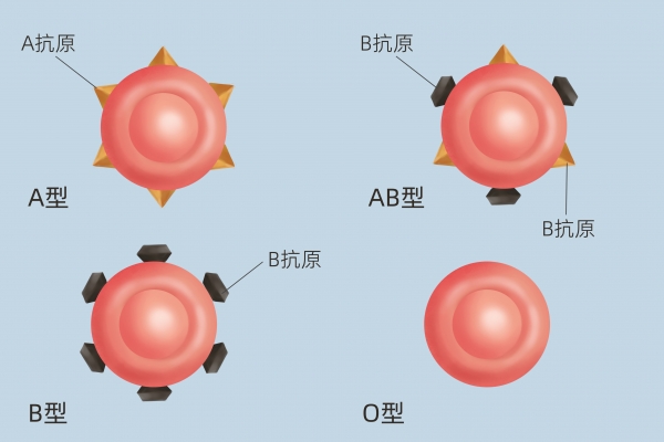 A型血和O型血生的孩子是什么血型-易網健康<a href=http://www.gyfww.com/jkys/ target=_blank class=infotextkey>養生</a>網 A型血和O型血生的孩子是什么血型