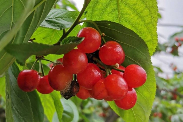 櫻桃的功效與作用、禁忌和食用方法