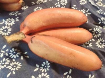 膽結石能不能吃香蕉