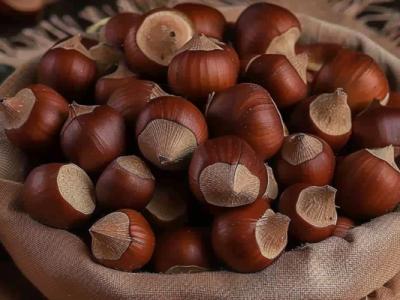 痛風能不能吃榛子