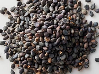 黑芝麻的功效與作用、禁忌和食用方法