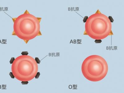 A型血和O型血生的孩子是什么血型