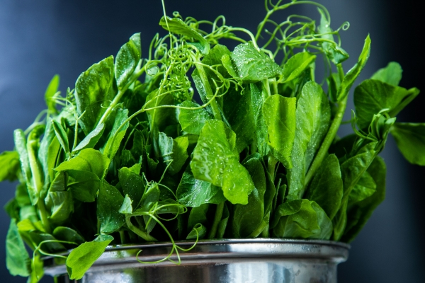 痛風能吃豌豆尖嗎-易網健康<a href=http://www.gyfww.com/jkys/ target=_blank class=infotextkey>養生</a>網 痛風能吃豌豆尖嗎