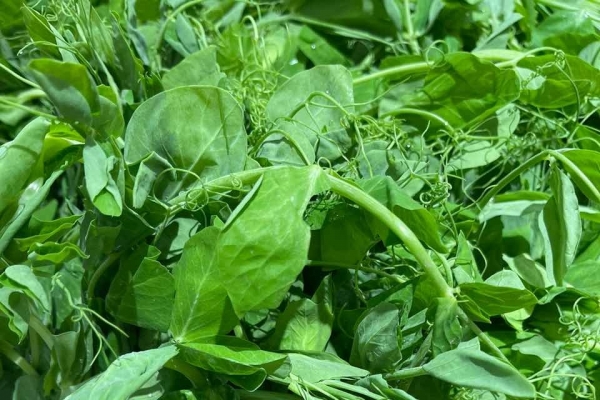 痛風能吃豌豆尖嗎-易網<a href=http://www.gyfww.com/ target=_blank class=infotextkey>健康養生</a>網 痛風能吃豌豆尖嗎