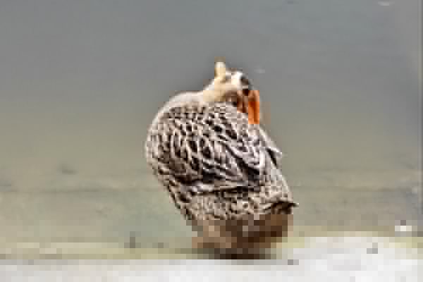 感冒能不能吃火鴨