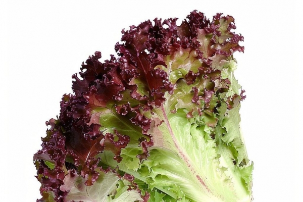 圓生菜的功效與作用、禁忌和食用方法