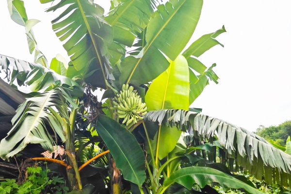 香蕉花曬干的功效與作用、禁忌和食用方法