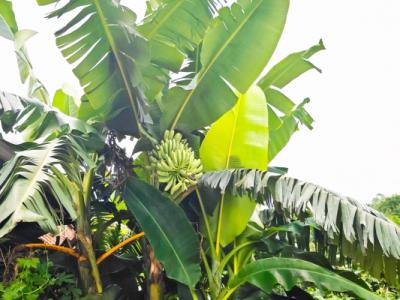 香蕉花曬干的功效與作用、禁忌和食用方法