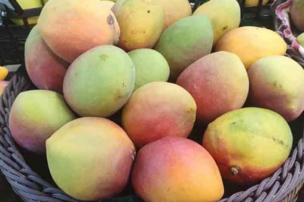 痛風能不能吃芒果