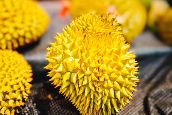 女性尿酸高能吃榴蓮嗎