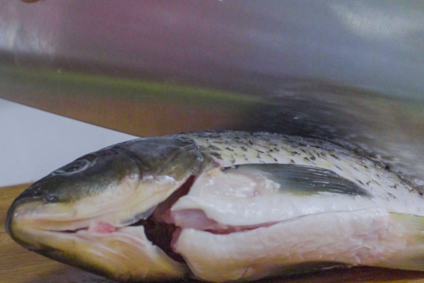 銀屑病能不能吃劍骨魚