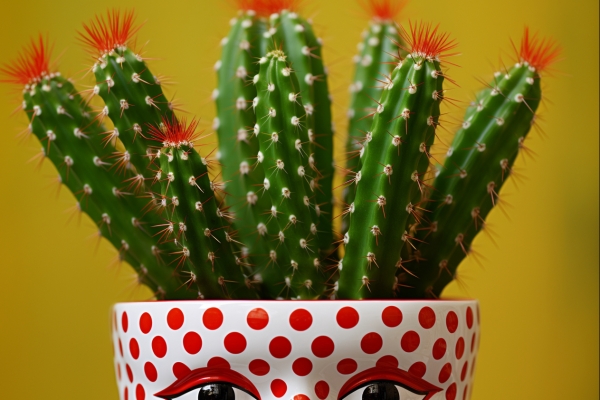 仙人掌果的功效與作用、禁忌和食用方法