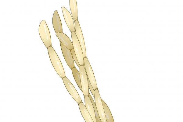 白茅根的功效與作用、禁忌和食用方法