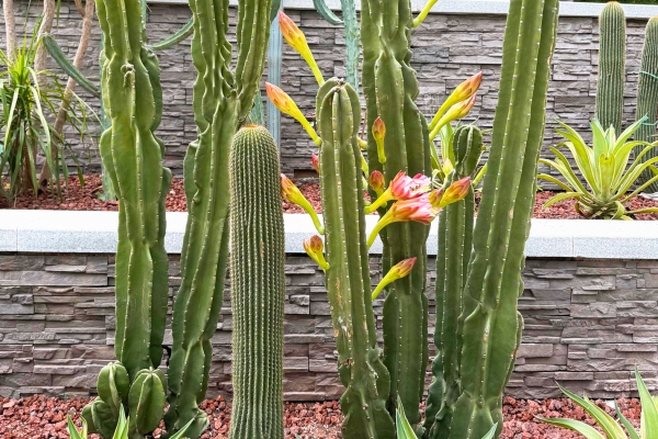 仙人掌果的功效與作用、禁忌和食用方法