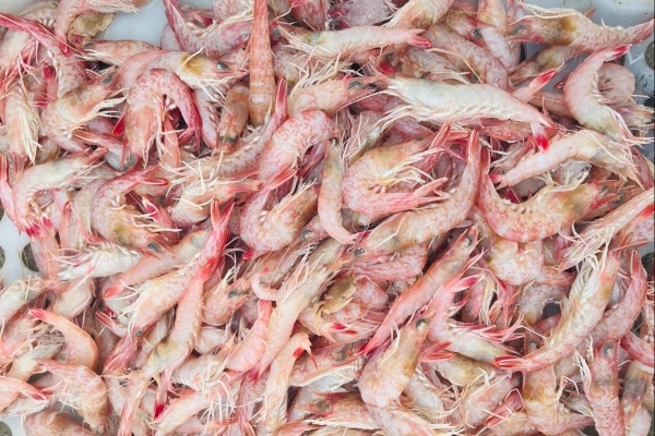 肝硬化能不能吃蠣蝦