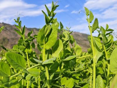 豌豆尖是發物嗎