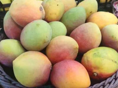 痛風能不能吃芒果