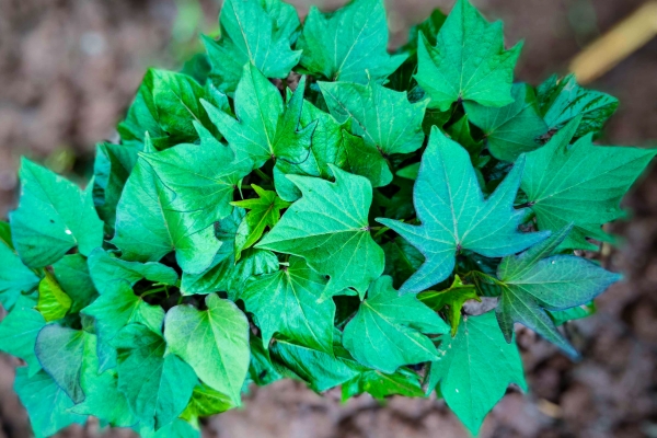 紅薯葉的功效與作用、禁忌和食用方法