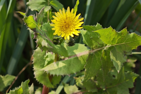 苦菜的功效與作用、禁忌和食用方法
