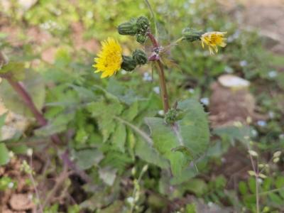 苦菜的功效與作用、禁忌和食用方法