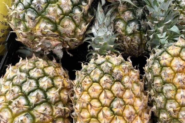 鳳梨的功效與作用、禁忌和食用方法-易網(wǎng)<a href=http://www.gyfww.com/ target=_blank class=infotextkey>健康養(yǎng)生</a>網(wǎng) 鳳梨的功效與作用、禁忌和食用方法