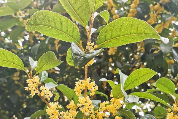 桂花的功效與作用、禁忌和食用方法