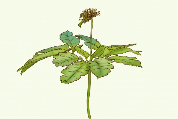 費菜的功效與作用、禁忌和食用方法