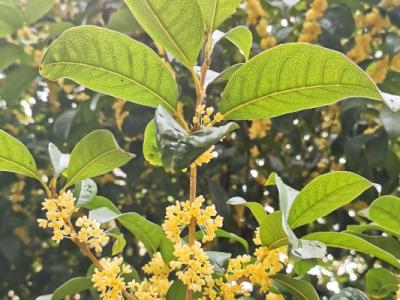 桂花的功效與作用、禁忌和食用方法