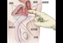 它是男人的命根所在，六個功能是關鍵