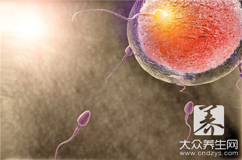 供精人工授精成功流程